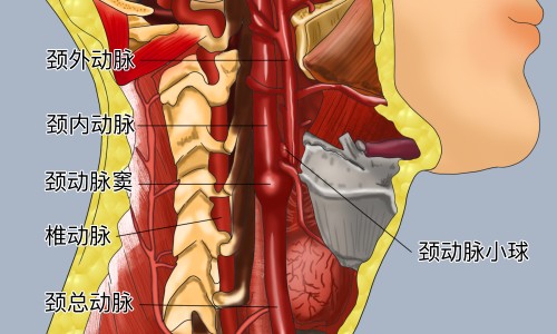 巧克力可可脂的功效和作用-巧克力营养功效与作用专区_巧克力功效作用专区_巧克力的功效禁忌网